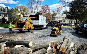 Best Tree Maintenance Programs  in Brunswick, GA