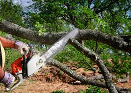 Best Root Management and Removal  in Brunswick, GA