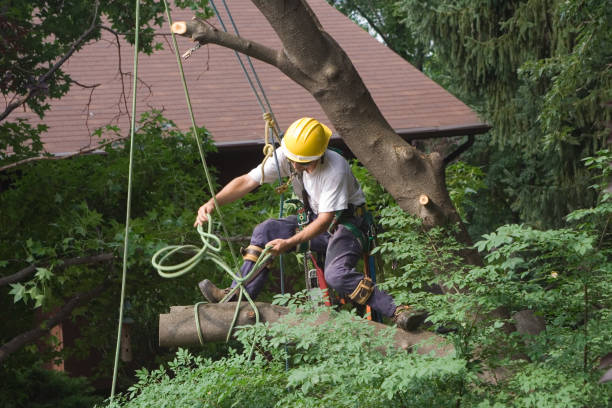 Best Hedge Trimming  in Brunswick, GA