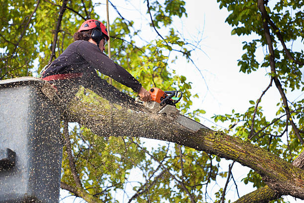 Organic Lawn Care Solutions in Brunswick, GA