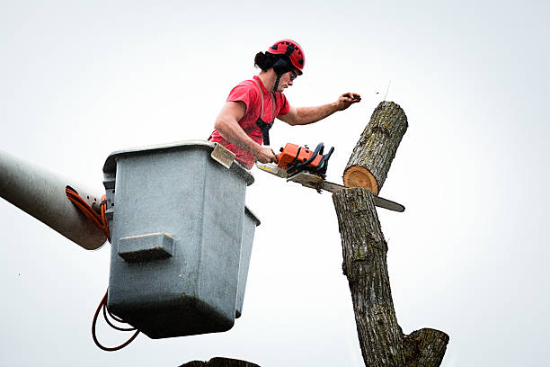 Best Tree Mulching  in Brunswick, GA