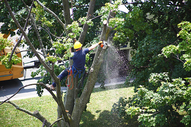 How Our Tree Care Process Works  in  Brunswick, GA