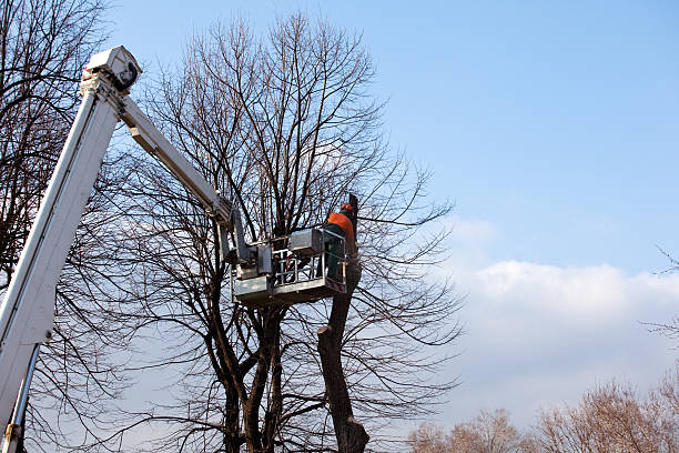 Best Arborist Consultation Services  in Brunswick, GA